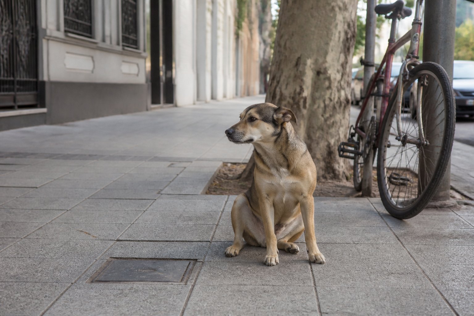 Perro mestizo atigrado sentado en vereda de baldosas, árbol y bici, foto ilustrativa (no Unsplash)