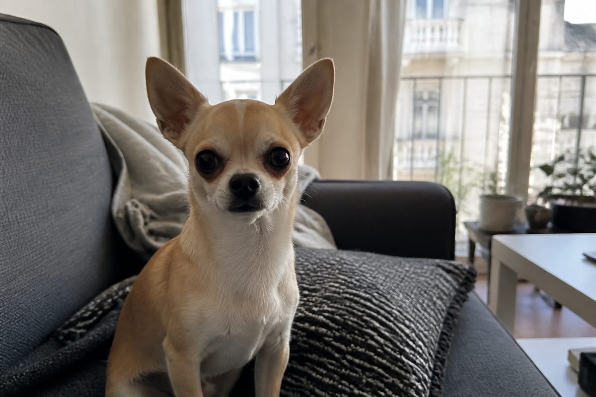 Chihuahua fuego y blanco en sillón de depto, foto Gemini (no stock)