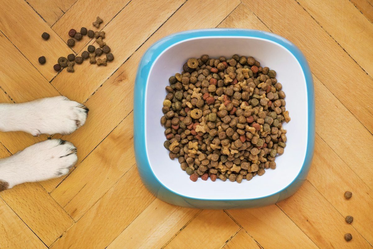 Plato con ingredientes frescos de carne y vegetales para perro