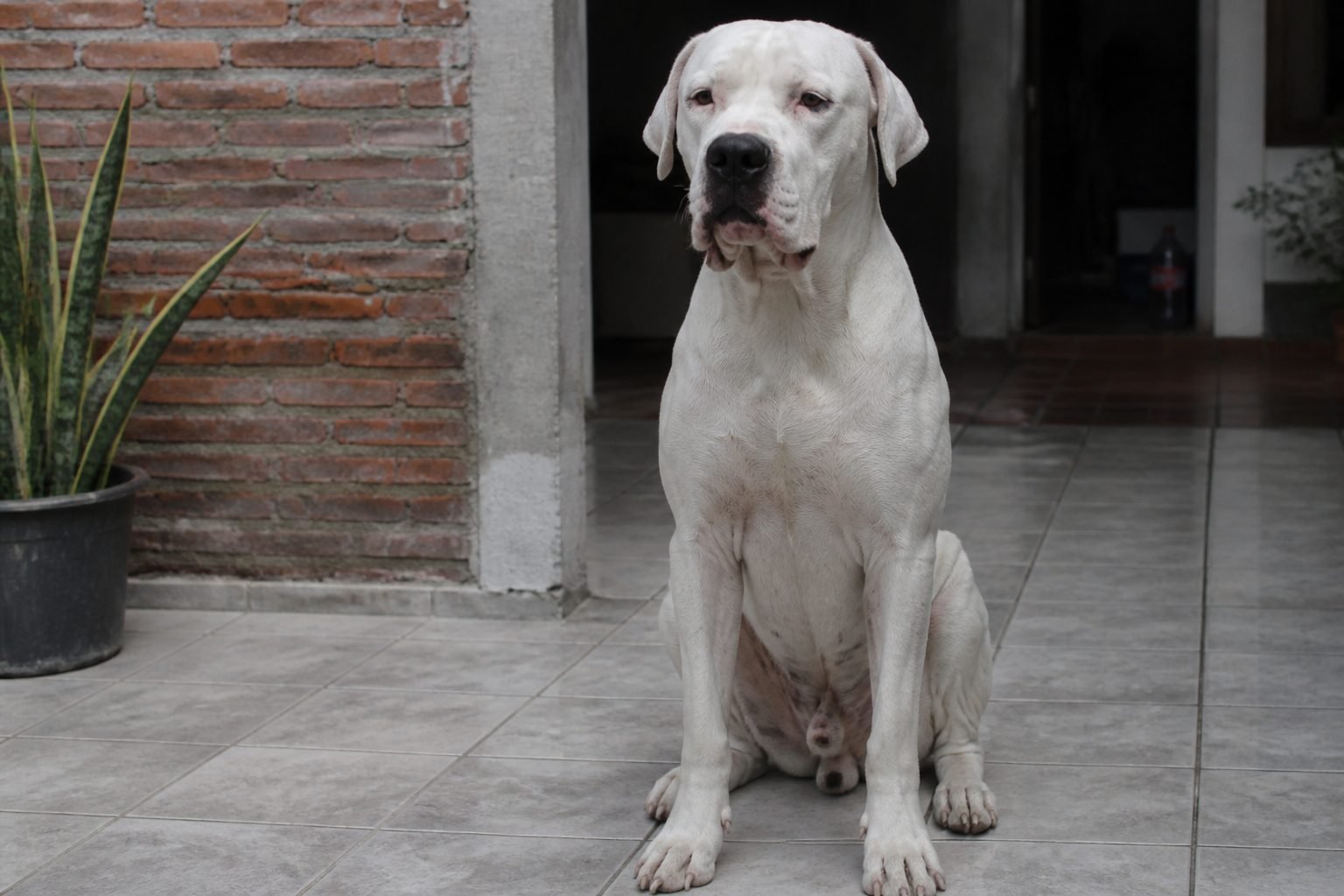 Dogo argentino blanco sentado en un patio de baldosas, orejas naturales (foto Gemini, no stock)