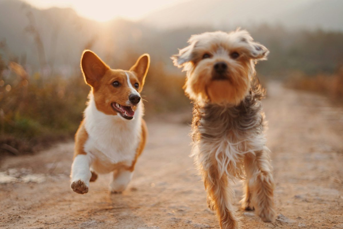 Grupo de perros jugando sociabilizando al aire libre en guardería
