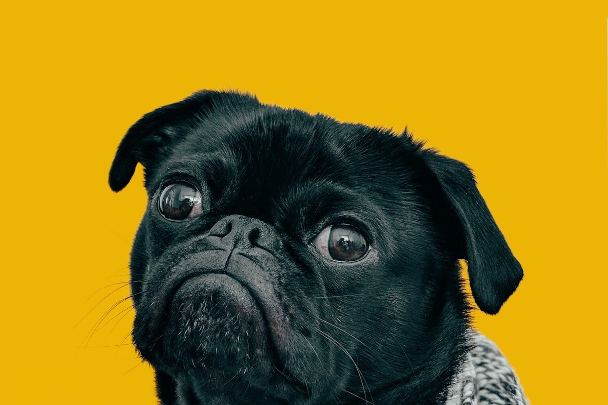 Perro noble mirando a cámara para nombres en italiano