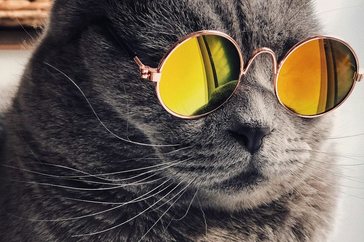 Gato con anteojos de sol y actitud cómica mirando de costado