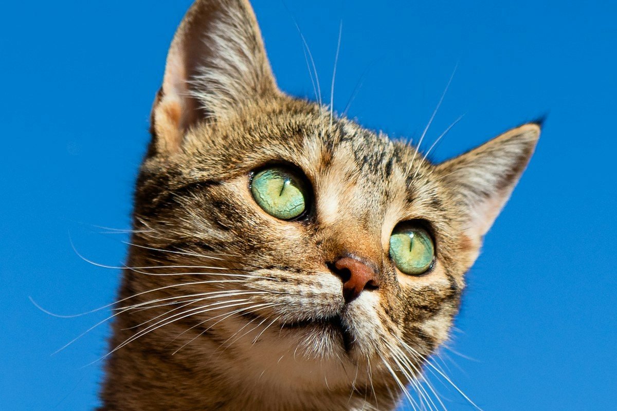 Gato naranja atigrado mirando fijamente a la cámara con expresión simpática