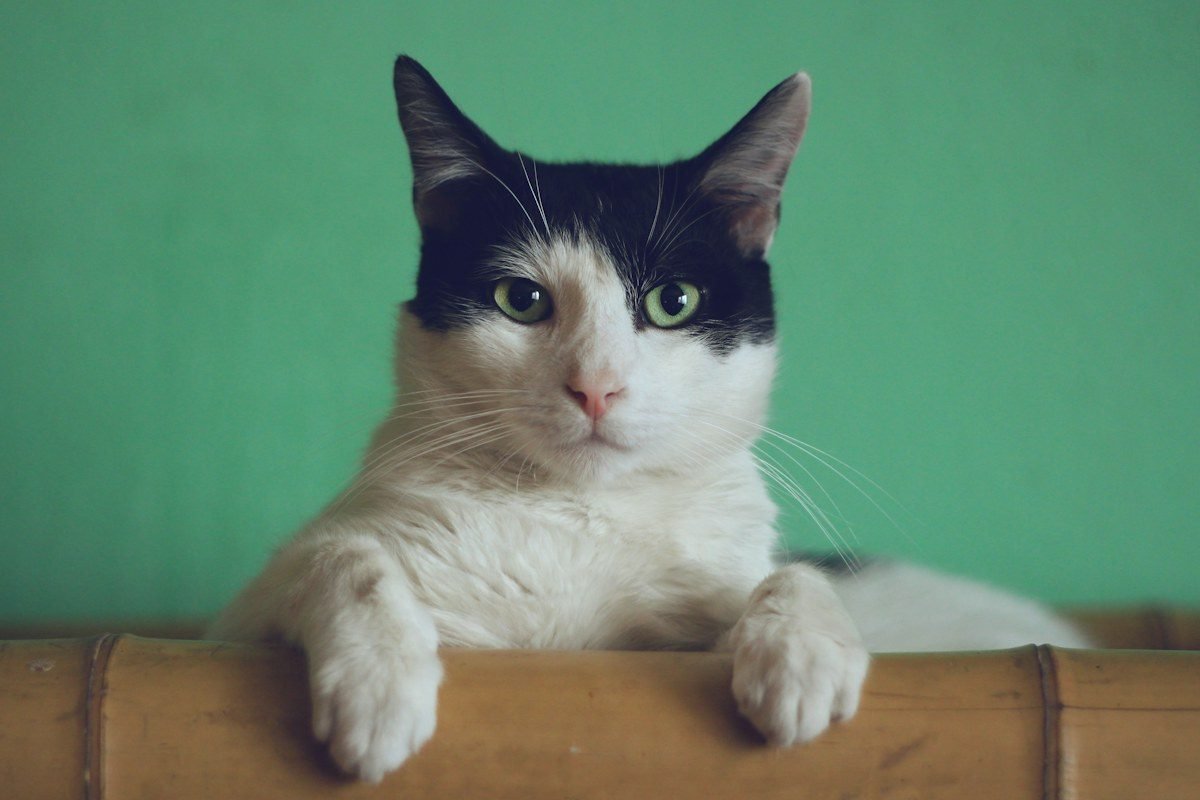 Gato negro con ojos amarillos brillantes en primer plano