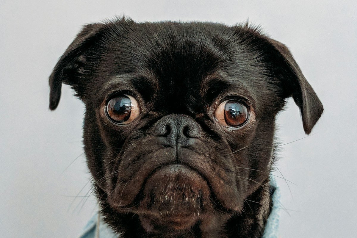 Perro con actitud canchera y enérgica al aire libre