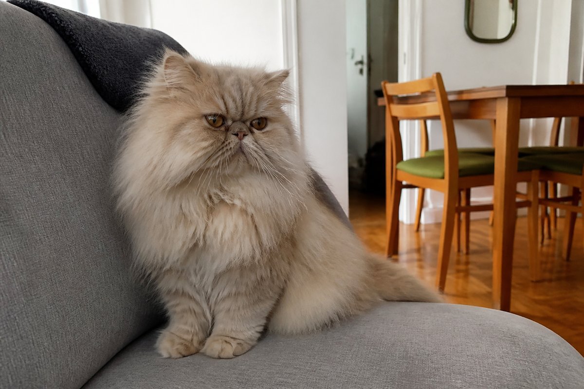 Gato persa de pelo largo crema en sillón de depto, foto Gemini (no stock)