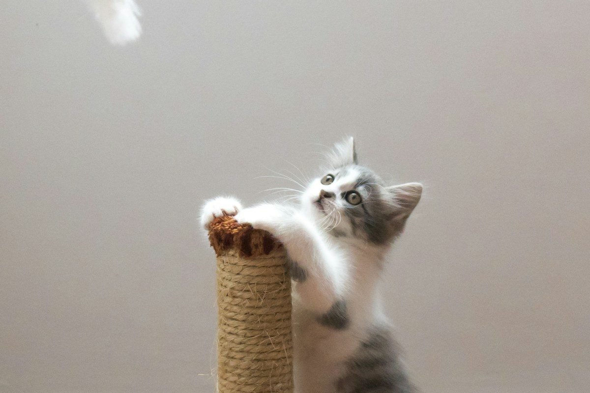Gato mirando curiosamente unas plantas de interior seguras
