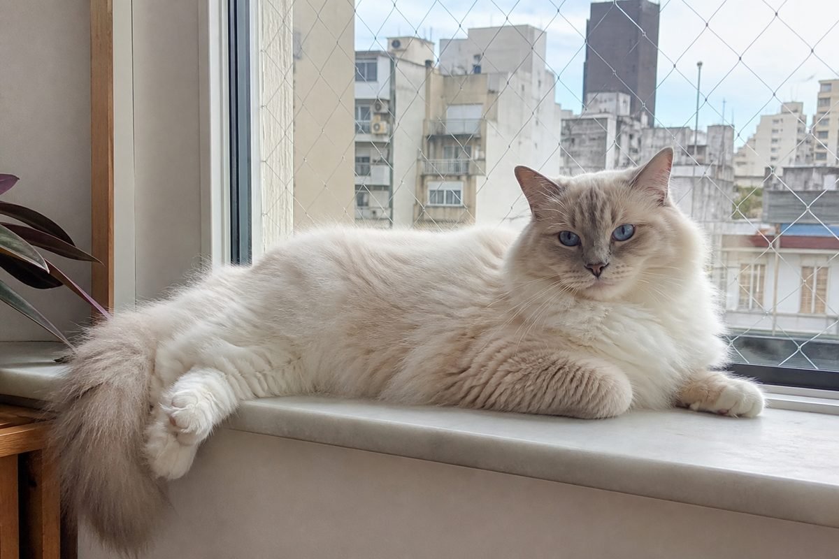 Gato ragdoll colorpoint de ojos azules en alféizar con red, foto Gemini (no stock)