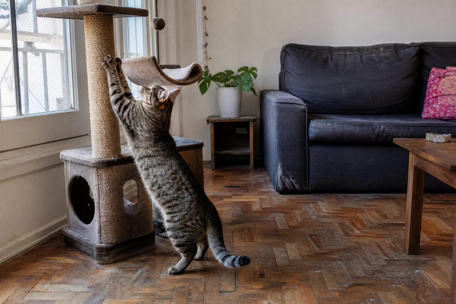 Gato indoor junto a un rascador de sisal, ilustrativo (Gemini, no stock)