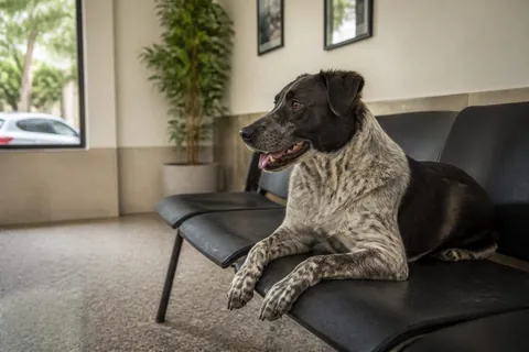 Perro mestizo en consulta veterinaria, foto ilustrativa castración PBA