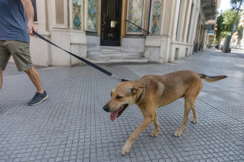 Perro con correa en vereda de baldosas, foto Gemini (no stock)