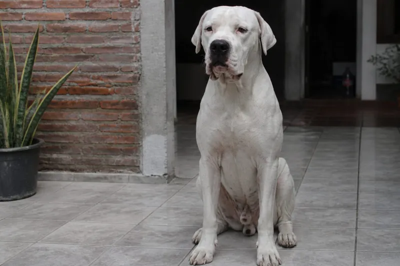 Dogo argentino blanco sentado en un patio de baldosas, orejas naturales (foto Gemini, no stock)