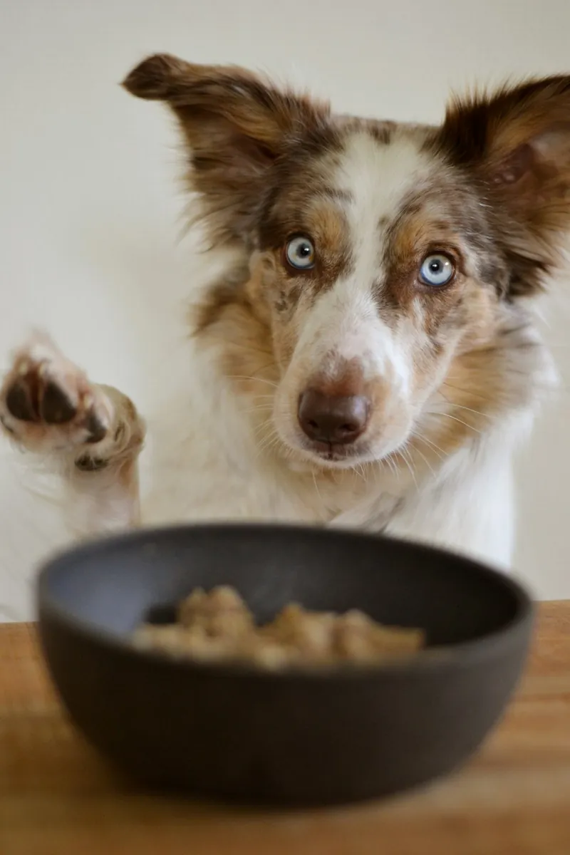 Perro junto a un comedero con alimento, ilustrativo