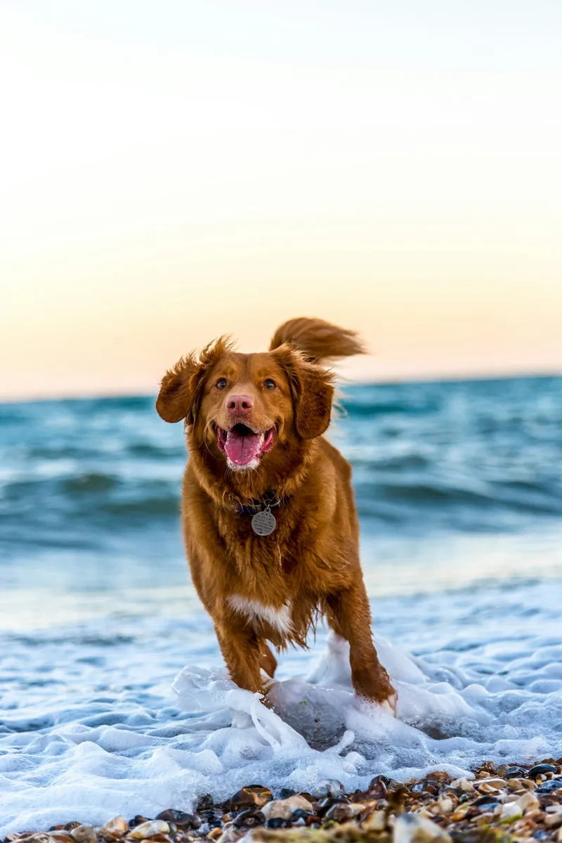 Perro al aire libre, ilustrativo