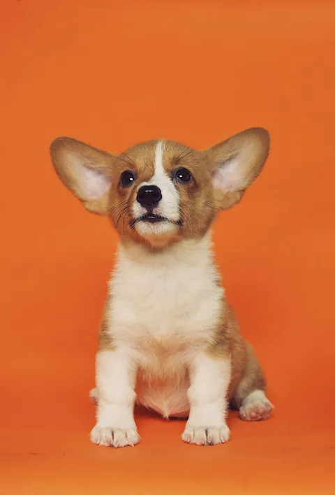 Perro ilustrativo para nombres cortos