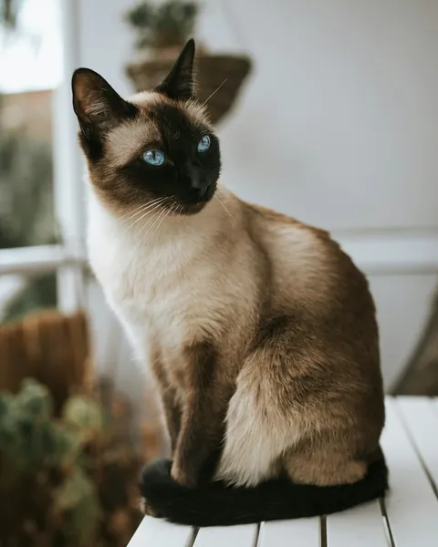 Gato siamés, foto ilustrativa de la ficha