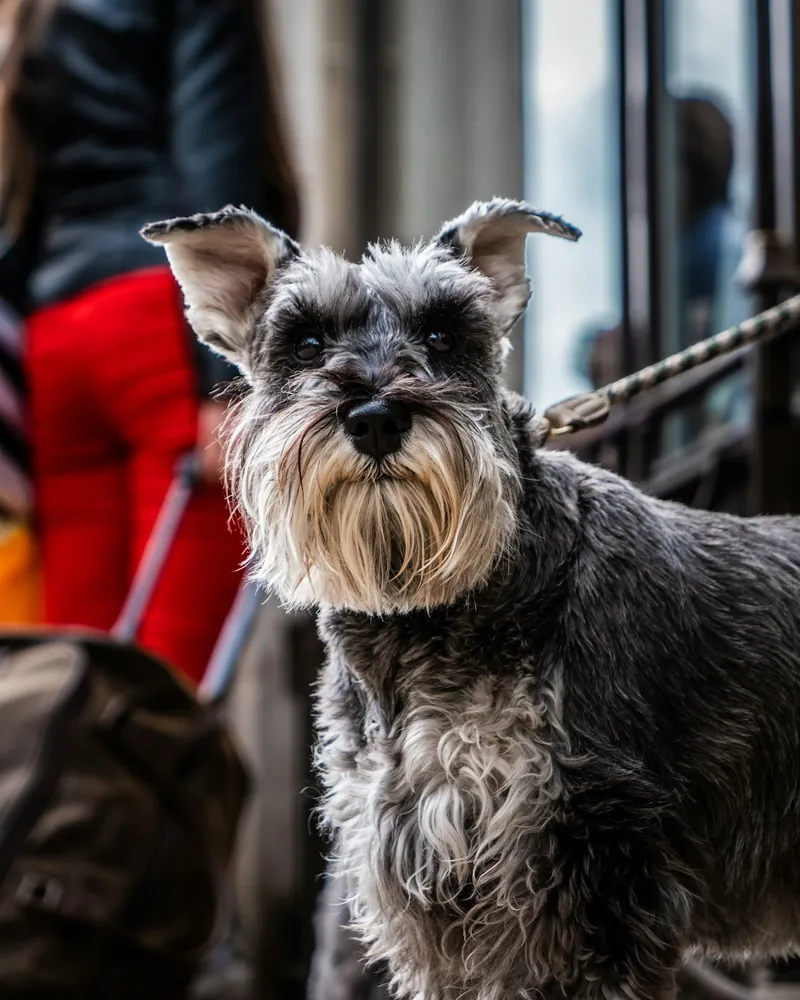 Schnauzer sal y pimienta con barba blanca y cejas espesas, con correa, en una vereda