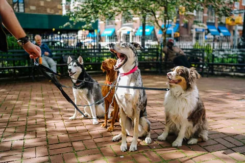 Perros con correa sentados en un sendero urbano junto a bancos, ilustrativo