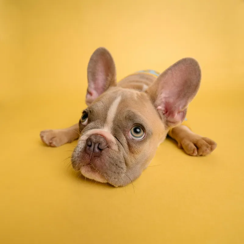 Bulldog francés ilustrativo