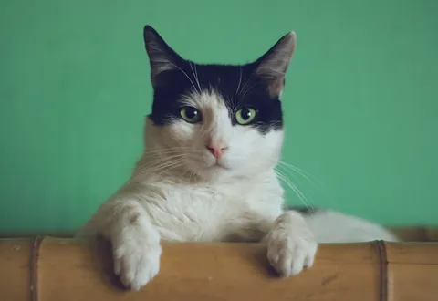 Gato europeo atigrado, foto ilustrativa de la ficha