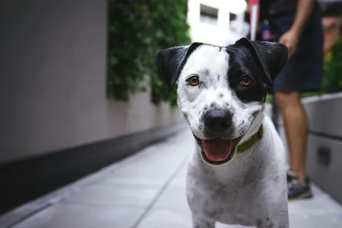 Perro mestizo mirando a cámara, foto ilustrativa de la ficha