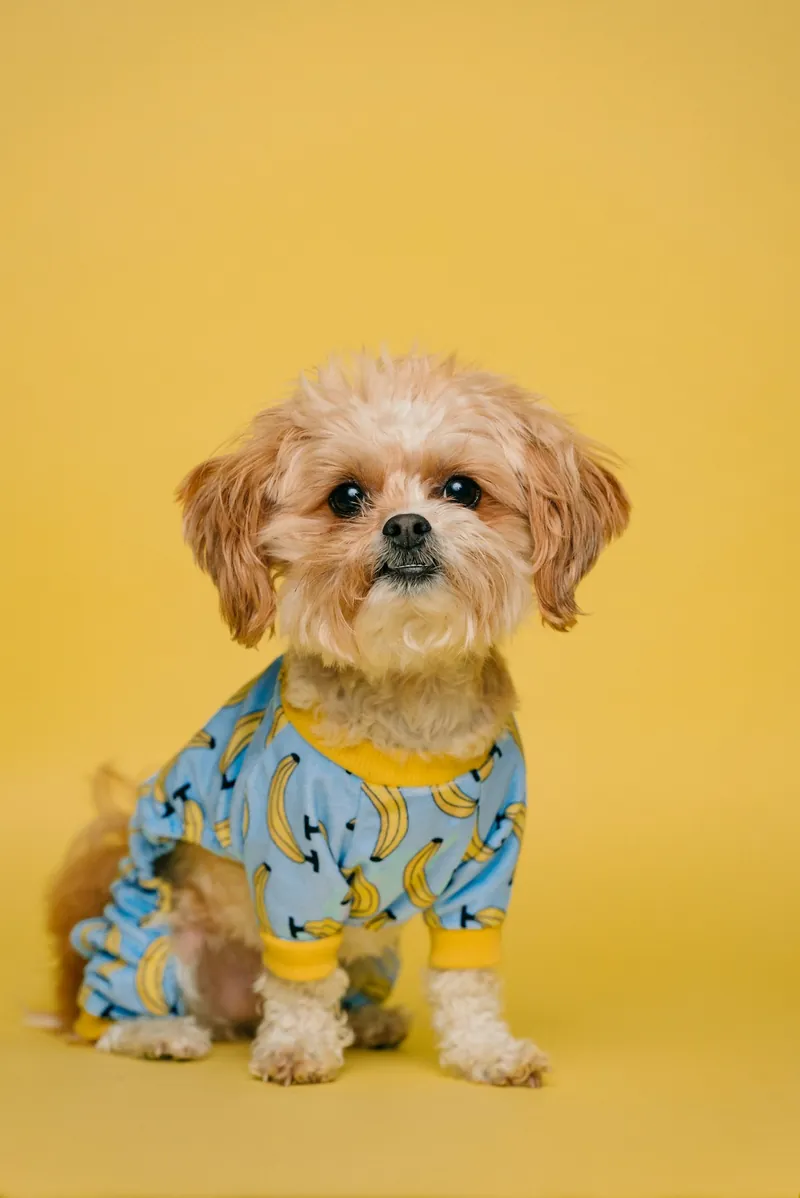 Perro chico en un interior, ilustrativo