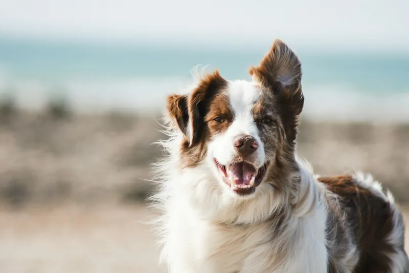 Perro al aire libre, ilustrativo