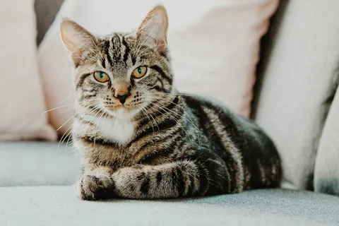 Gato atigrado naranja, foto ilustrativa