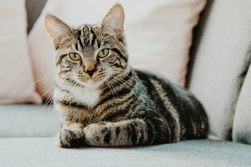 Gato atigrado naranja, foto ilustrativa