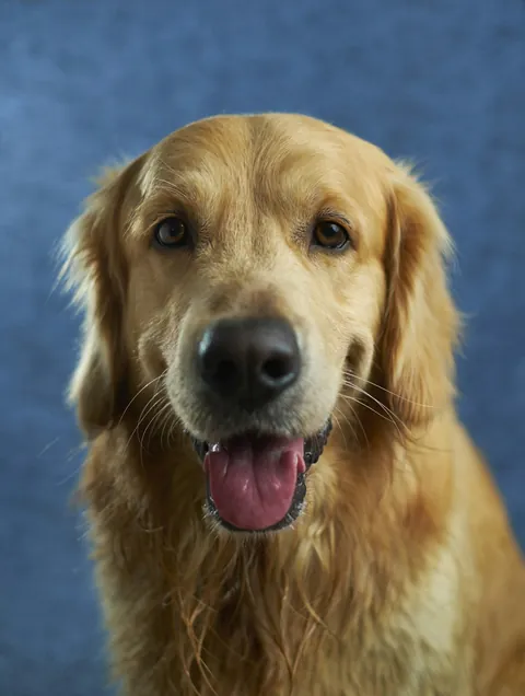 Golden retriever ilustrativo