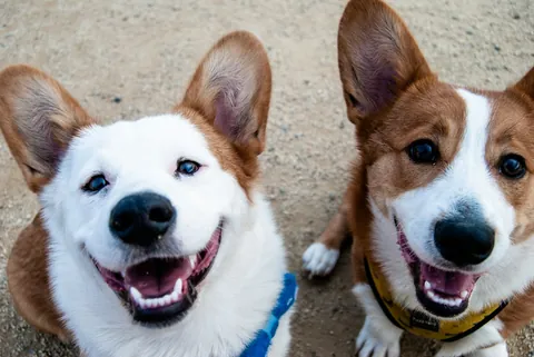 Dos perros chicos blanco y marrón, con arnés, mirando a cámara al aire libre; foto ilustrativa de adopción