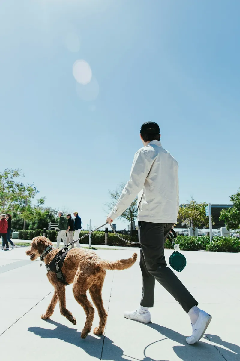 Hombre de espaldas paseando un perro marrón con correa y arnés por un sendero, ilustrativo