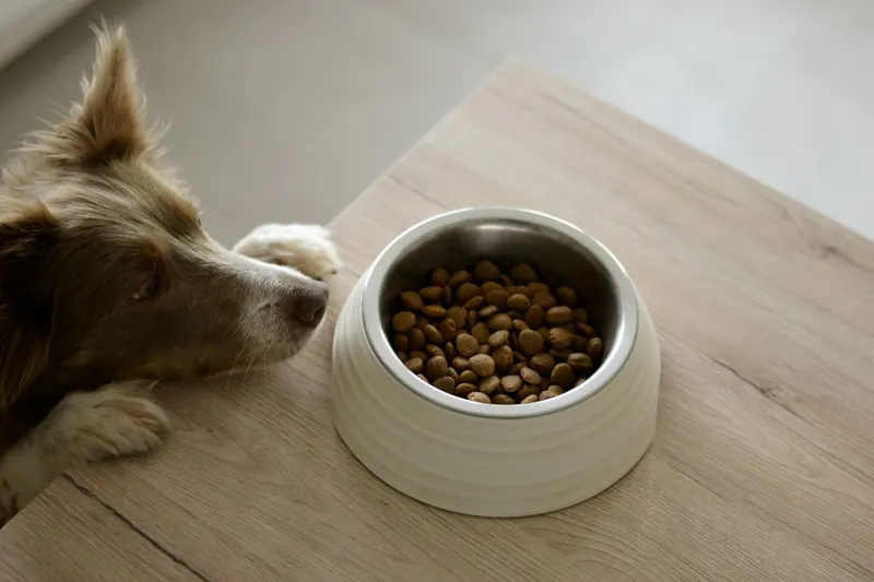 Perro frente a un comedero con alimento seco, ilustrativo