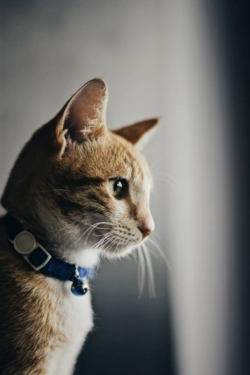 Gato naranja y blanco con collar azul de perfil, ilustrativo