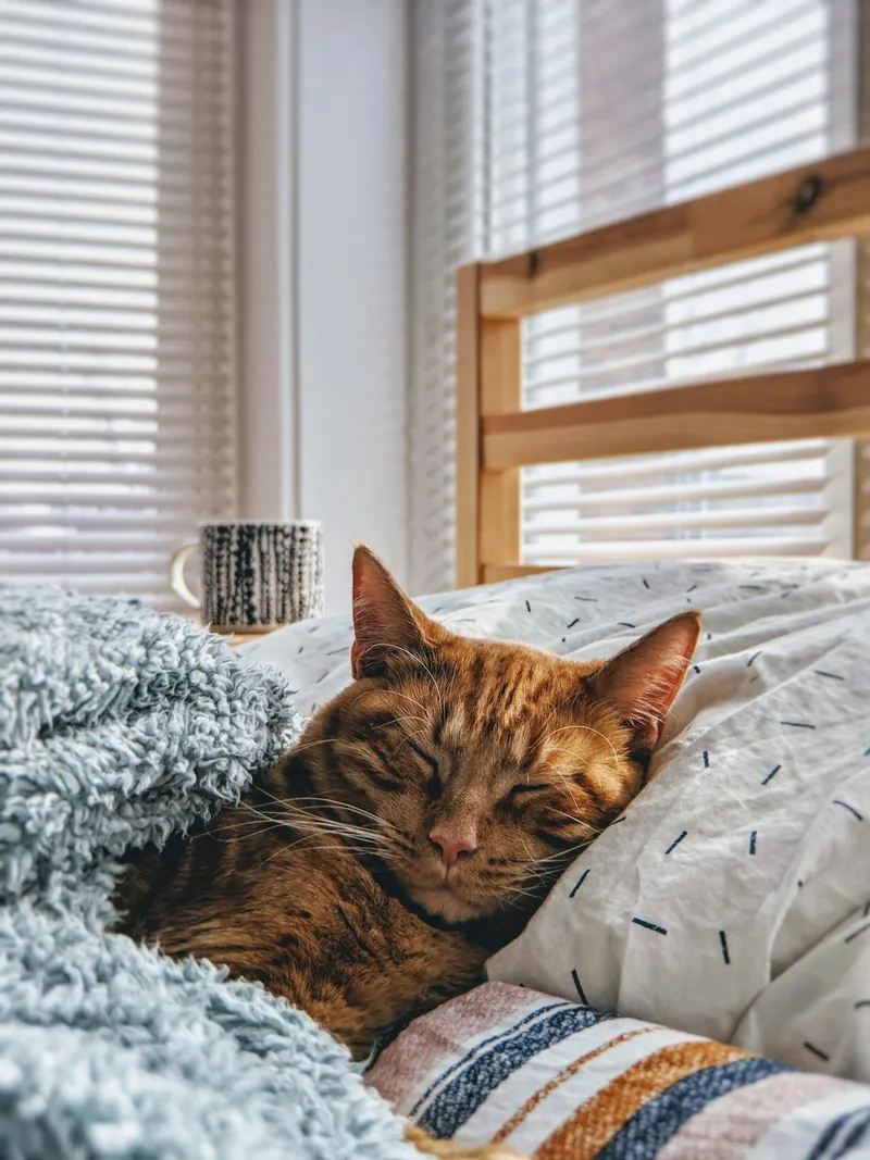 Gatito naranja durmiendo, ilustrativo