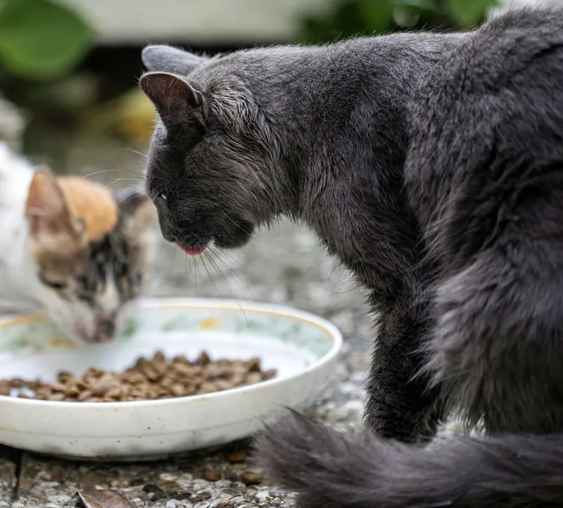 Gatos comiendo alimento seco de un comedero de cerámica