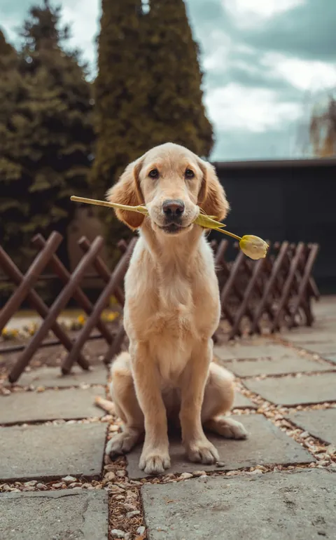 Labrador retriever con una flor, ilustrativo