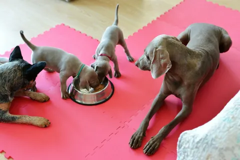 Perros comiendo, ilustrativo
