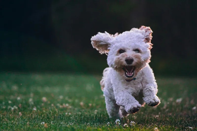 Perro marrón al aire libre, foto ilustrativa