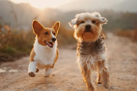 Dos perros corriendo juntos al aire libre, foto ilustrativa