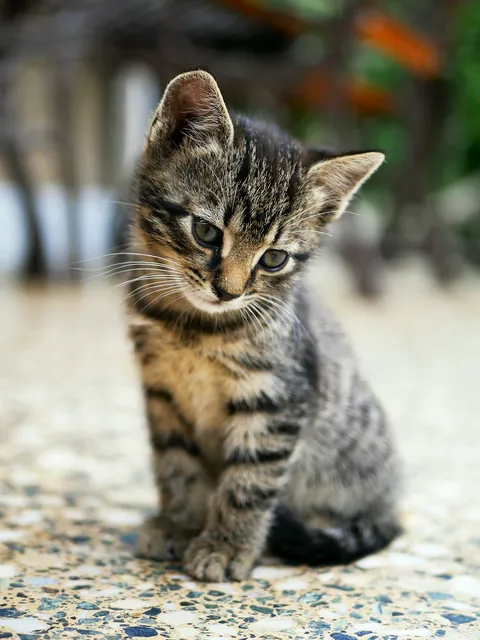 Gato gris sentado en un interior de casa, foto ilustrativa de adopción