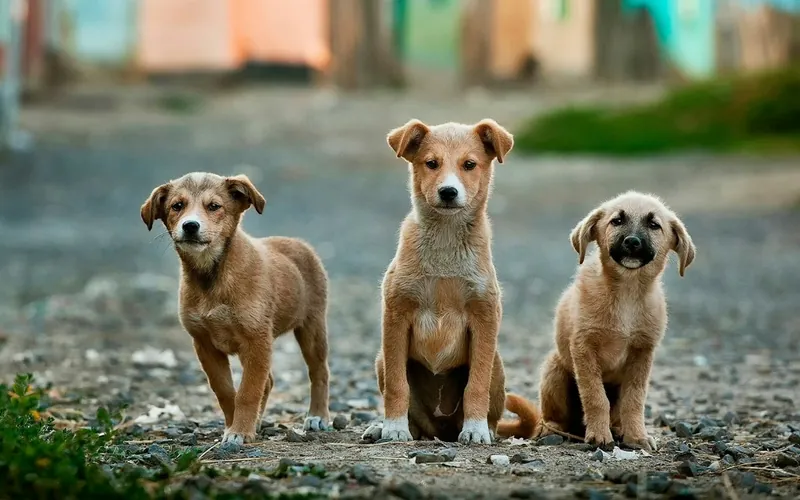Perro en un entorno urbano, ilustrativo