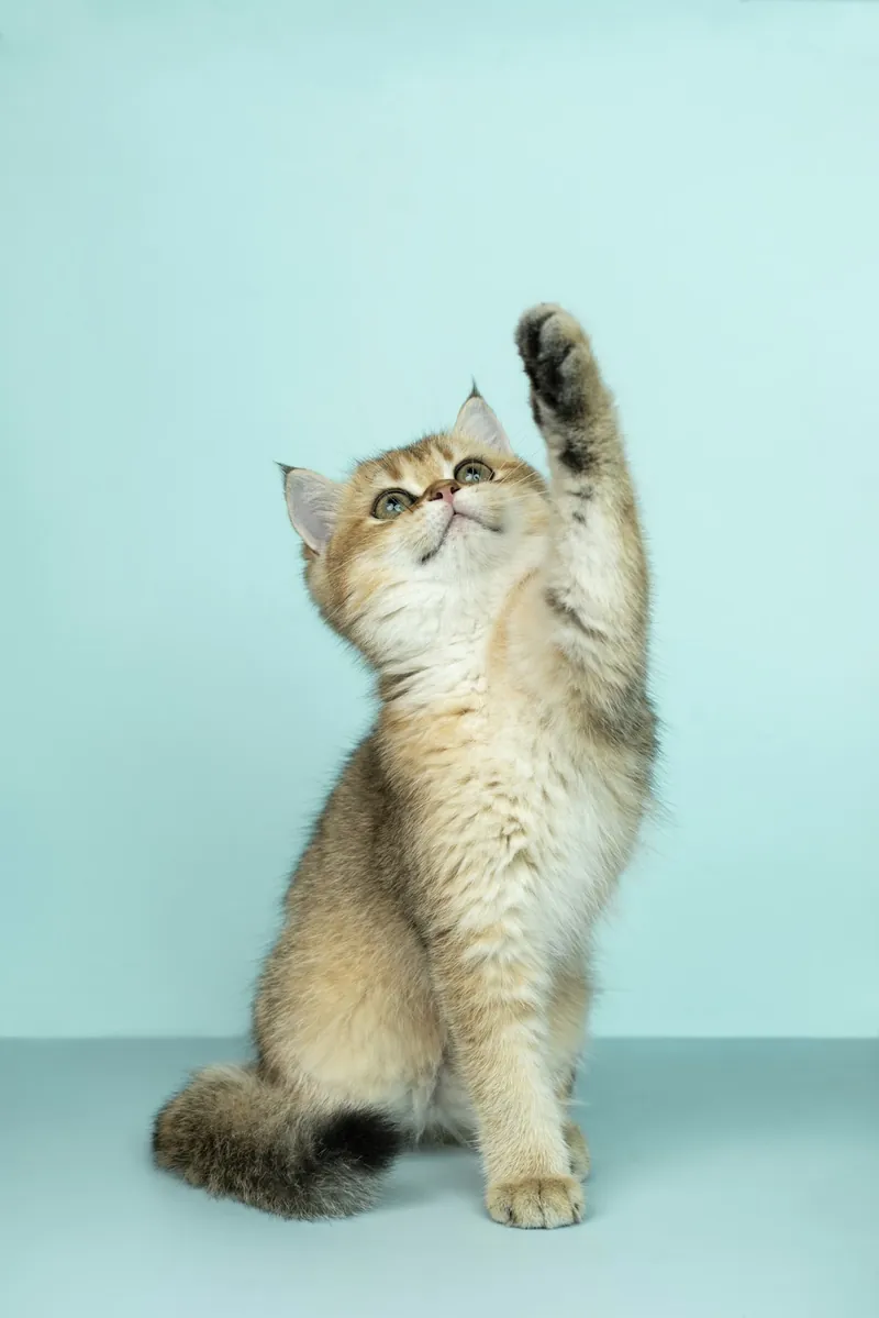 Gato en un interior, ilustrativo