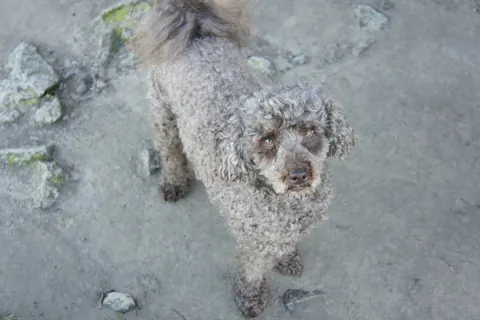 Caniche de pelo rizado, foto ilustrativa de la ficha