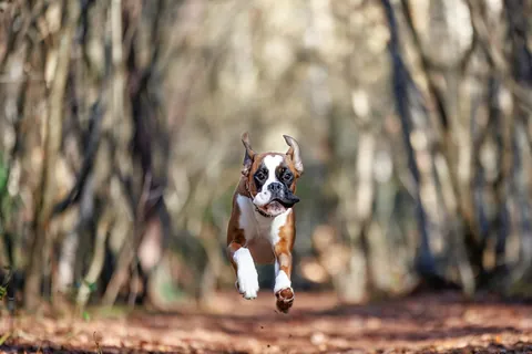 Boxer fuego y blanco corriendo hacia la cámara, orejas al vuelo