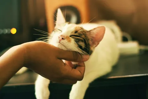 Gata atigrada ilustrativa mirando a cámara