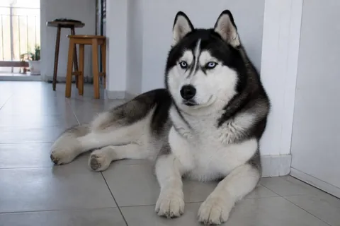 Husky siberiano blanco y negro de ojos claros en piso de baldosas de depto, foto Gemini (no stock)