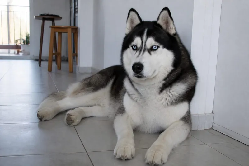 Husky siberiano blanco y negro de ojos claros en piso de baldosas de depto, foto Gemini (no stock)