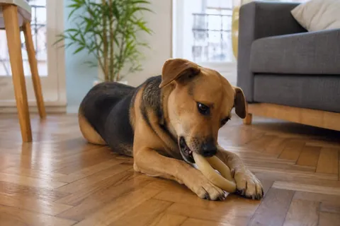 Perro con juguete en living de depto, foto Gemini (no stock)